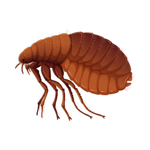 Parasitnix Düsseldorf - Kammerjäger