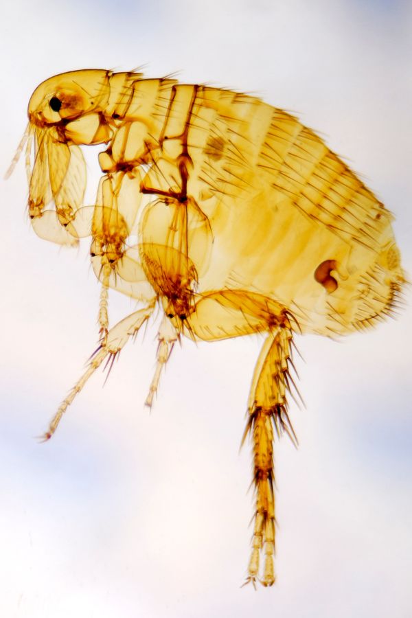 Parasitnix Düsseldorf - Kammerjäger