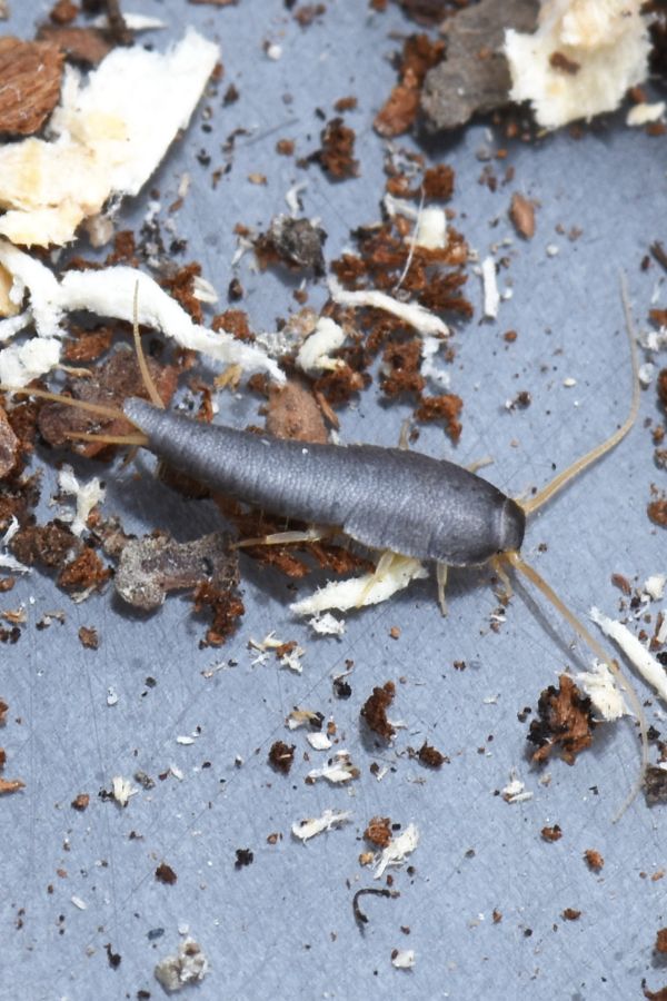 Parasitnix Düsseldorf - Kammerjäger