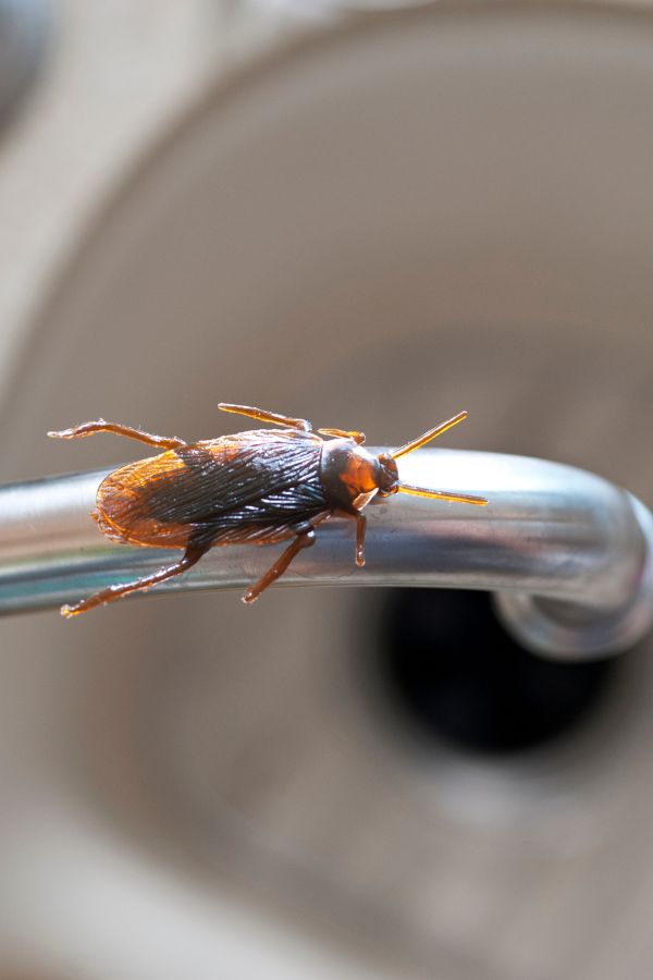 Parasitnix Düsseldorf - Kammerjäger