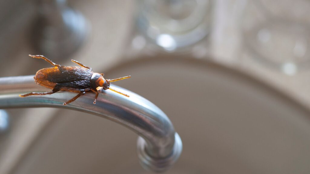 Schädlingsbefall in Düsseldorf - Schädlingsbekämpfung Düsseldorf – professionelle Bekämpfung von Ratten, Mäusen, Kakerlaken und Bettwanzen durch Parasitnix