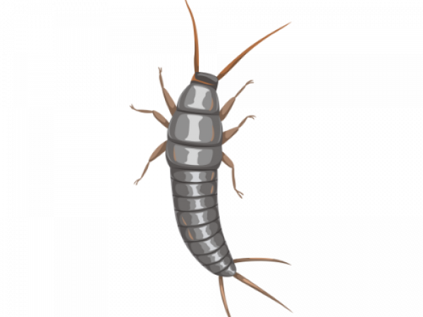Parasitnix Düsseldorf - Kammerjäger
