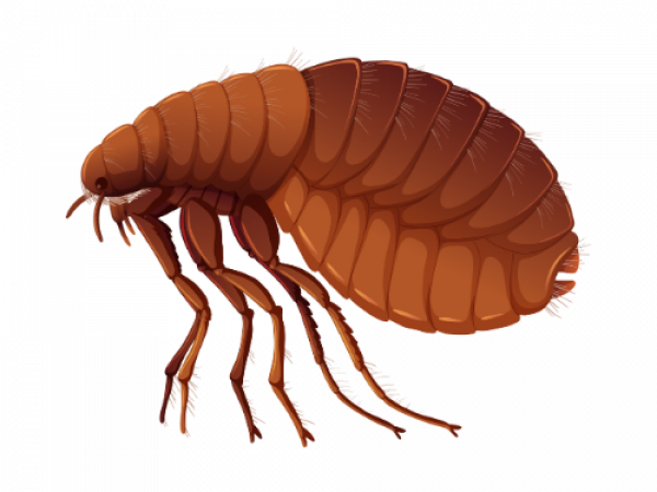 Parasitnix Düsseldorf - Kammerjäger