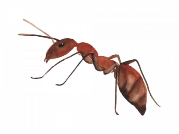 Parasitnix Düsseldorf - Kammerjäger
