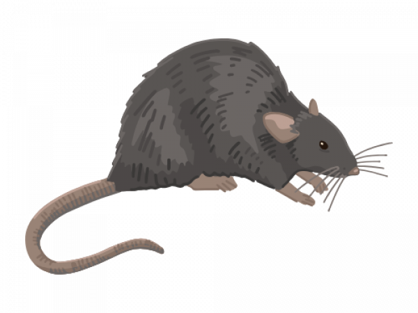 Parasitnix Düsseldorf - Kammerjäger