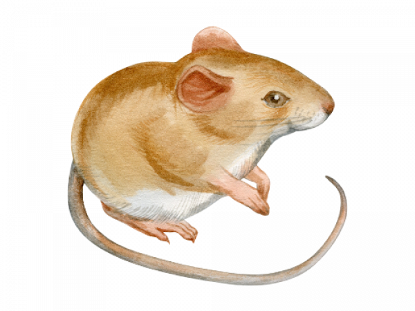 Parasitnix Düsseldorf - Kammerjäger