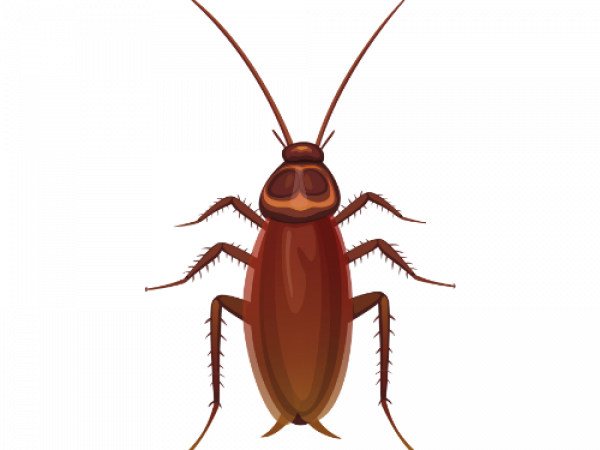 Parasitnix Düsseldorf - Kammerjäger