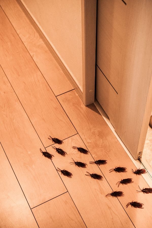 Schädlingsbefall in Düsseldorf - Schädlingsbekämpfung Düsseldorf – professionelle Bekämpfung von Ratten, Mäusen, Kakerlaken und Bettwanzen durch Parasitnix